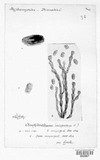 Chaetosphaerella fusca image